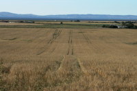 photograph of barley crop