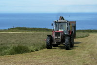 photograph of Silage Cutting