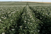 photograph of Potato Crop